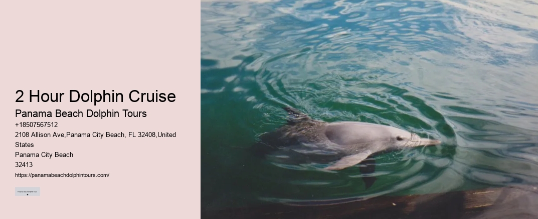 2 Hour Dolphin Cruise