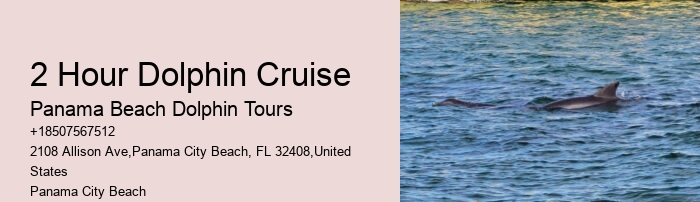 Premium Dolphin Watching with Snorkeling