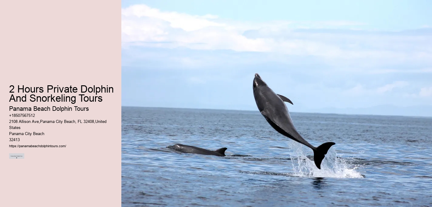 What Cruise Can You Swim With Dolphins