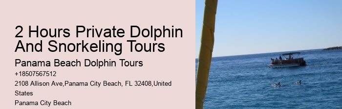 Elite Dolphin Spotting and Snorkeling Tours
