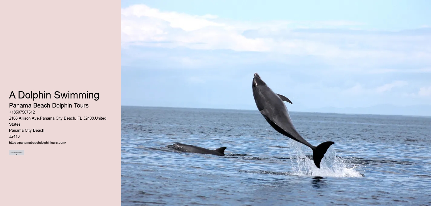 Dolphin Exploration Tours PCB