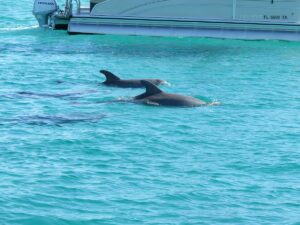 Sunset Dolphin Tours Panama City Beach Fl