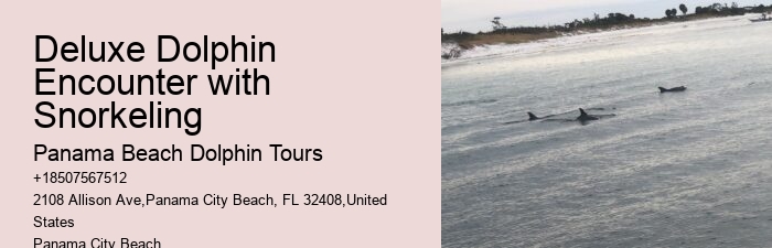 Dolphin Tours Panama City Beach Florida