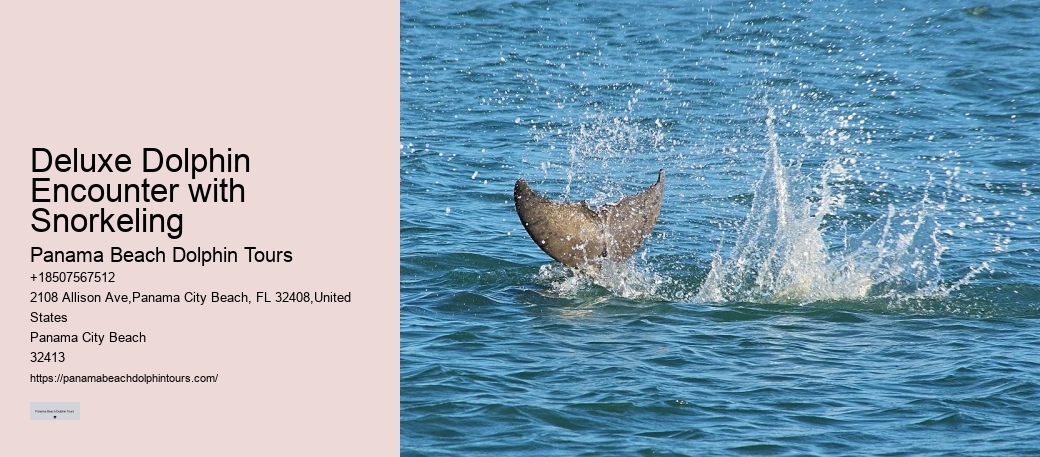 Private Dolphin Snorkeling Tours