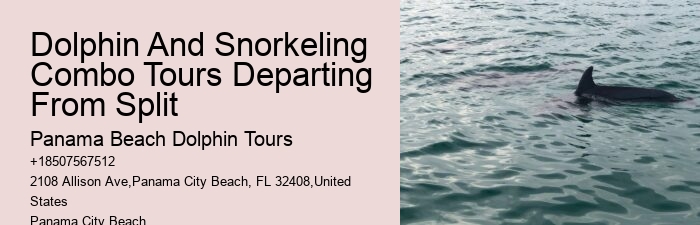 What Is The Best Time To See Dolphins In Panama City Beach