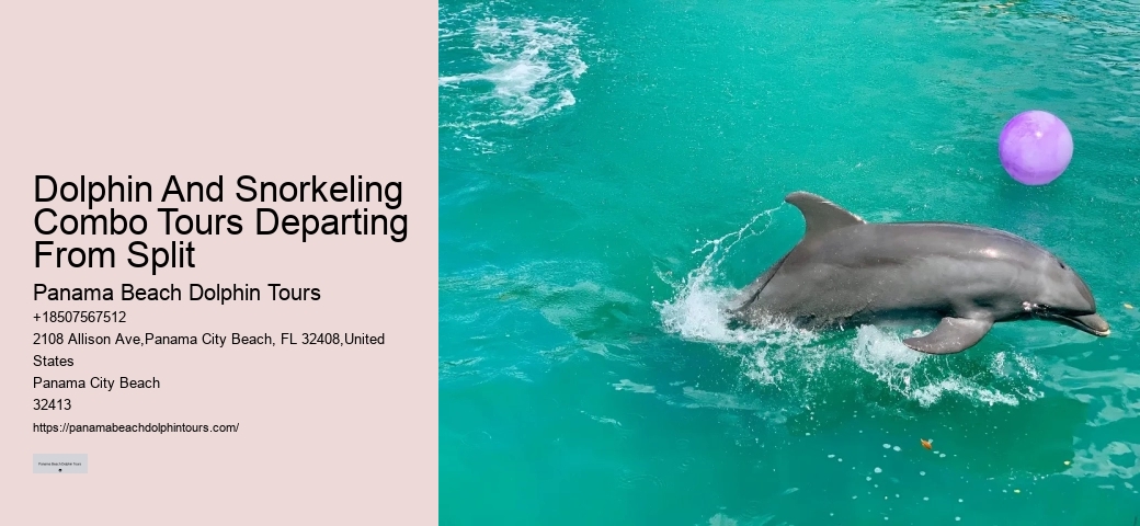 Personal Dolphin Encounter and Snorkeling Adventures