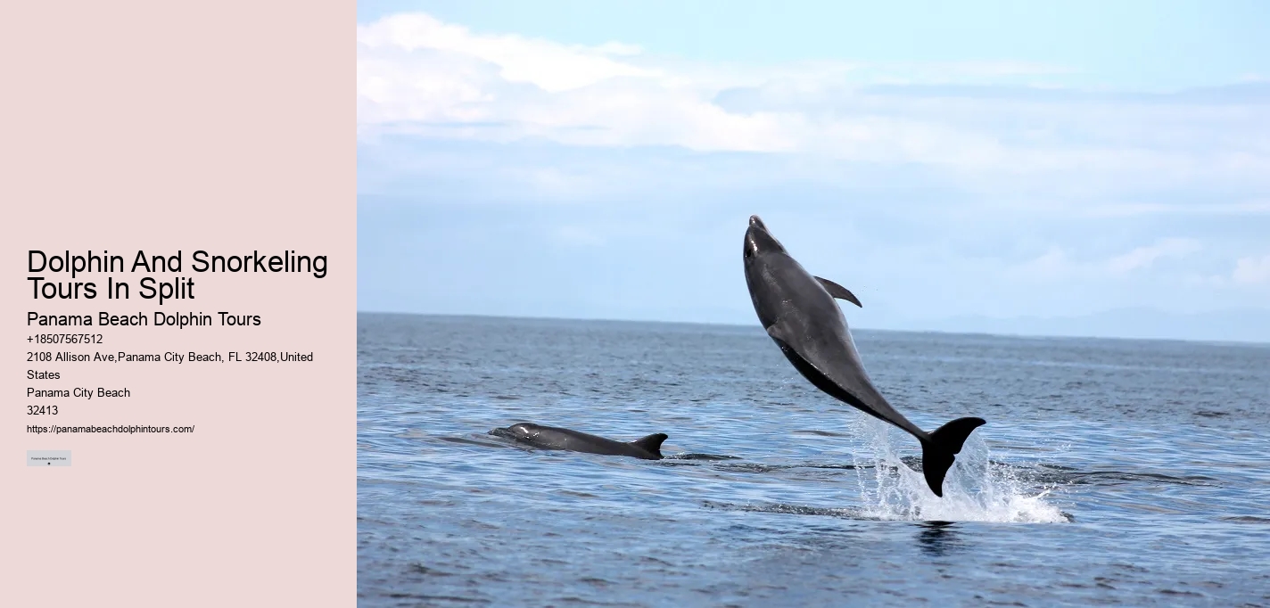 Dolphin Sightseeing Tours