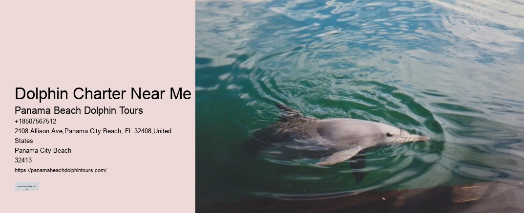 Dolphin Charter Near Me