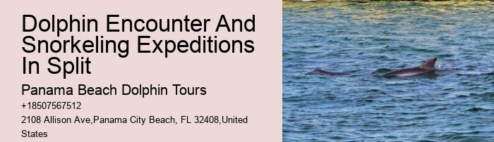 Split Charter Dolphin And Snorkeling