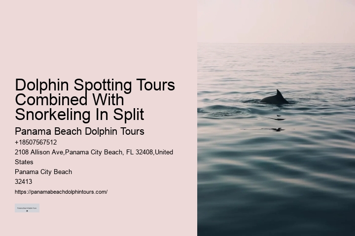 Premium Dolphin Expedition with Snorkeling