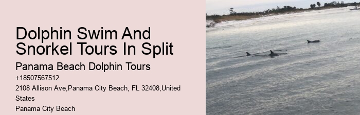 Dolphin Adventure