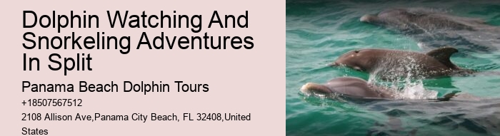 Tailored Dolphin Watching and Snorkeling Expeditions