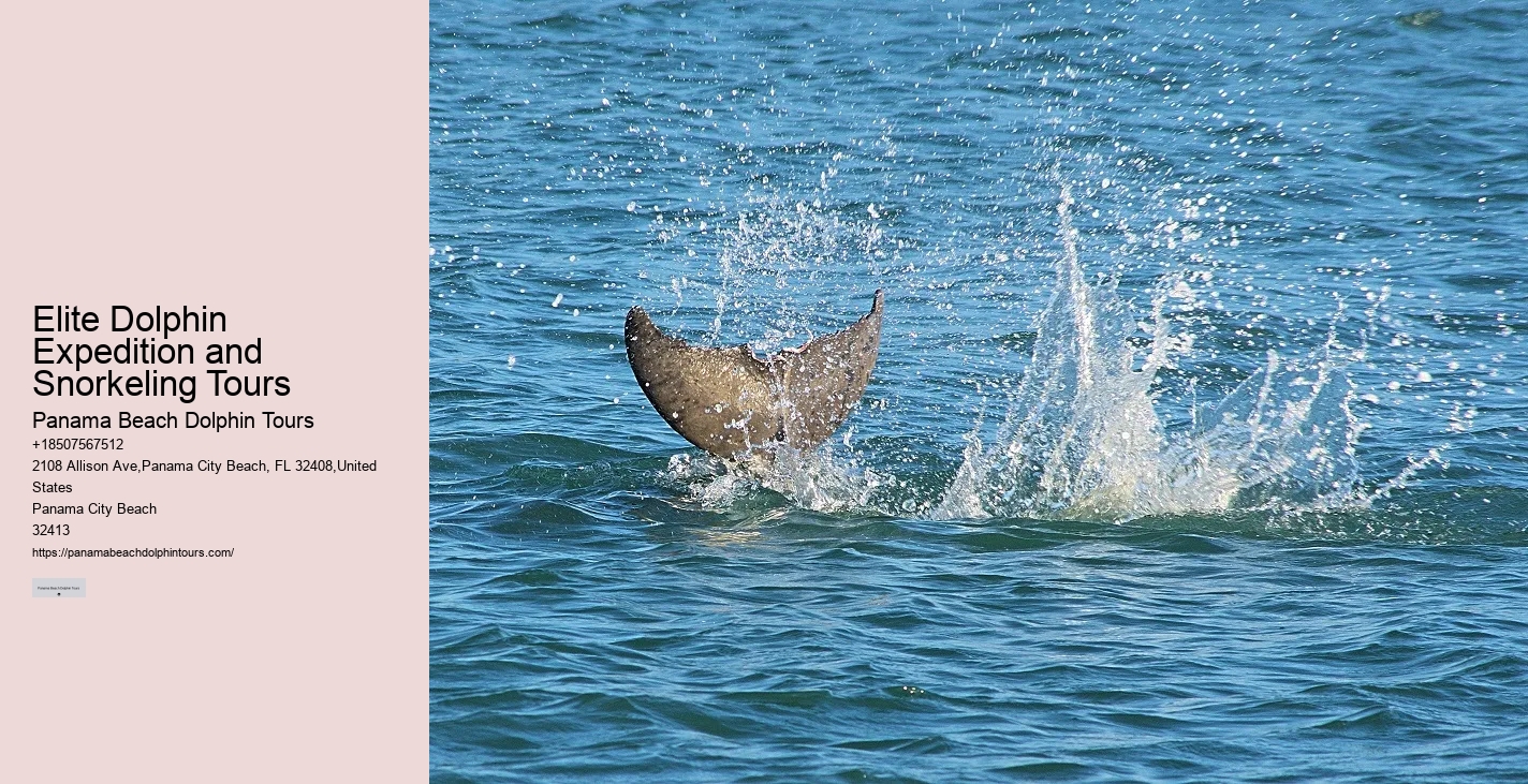 Split Intimate Dolphin And Snorkeling Adventures