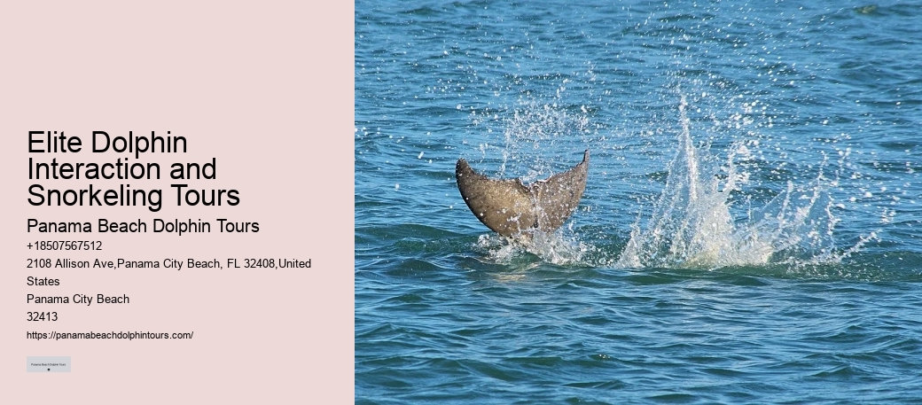 Split Catamaran Tours For Dolphin Watching And Snorkeling