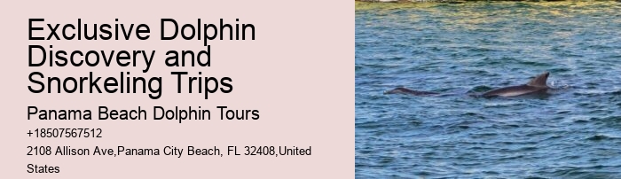 Split Immersive Dolphin Encounter And Snorkeling Tours
