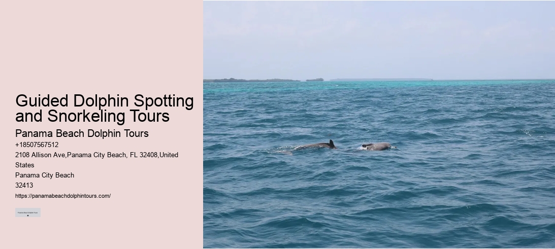 Guided Dolphin Spotting and Snorkeling Tours