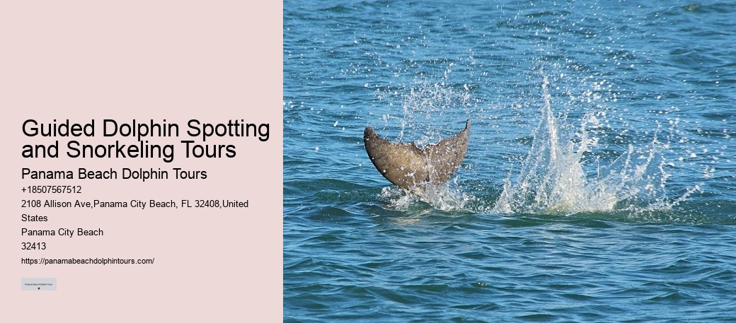 Snorkeling and Dolphin Tour