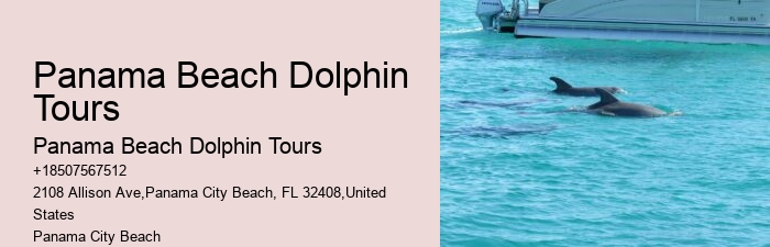 Luxury Dolphin Encounter and Snorkeling