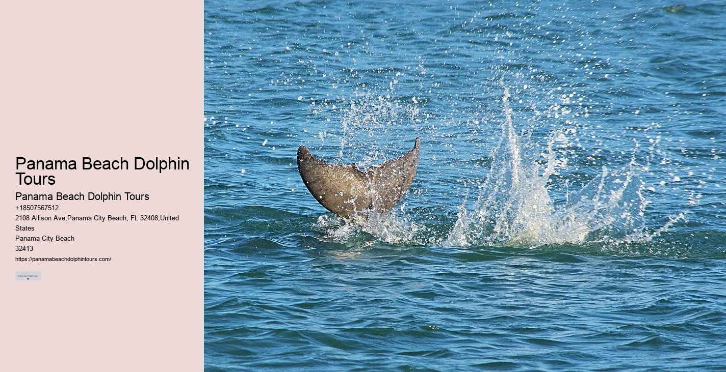 Individual Dolphin Expedition with Snorkeling