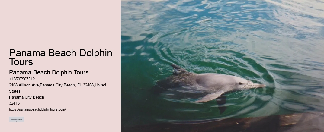 Panama Beach Dolphin Tours