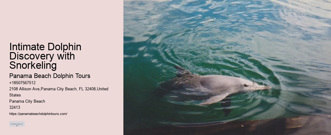 Intimate Dolphin Discovery with Snorkeling