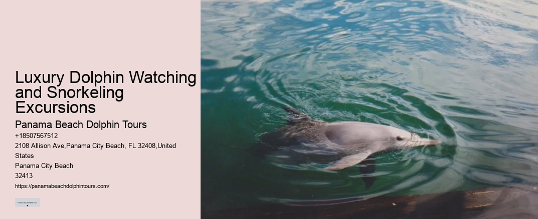 Luxury Dolphin Watching and Snorkeling Excursions