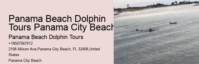 Dolphin Tours Redington Beach Fl