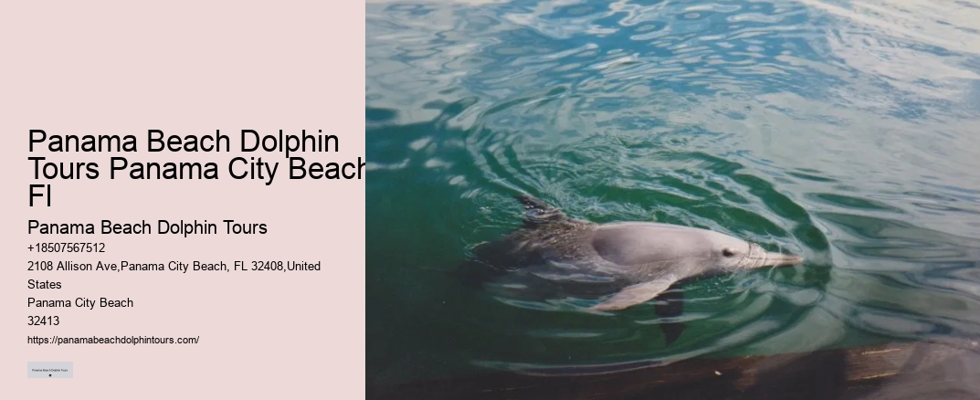 Panama Beach Dolphin Tours Panama City Beach Fl