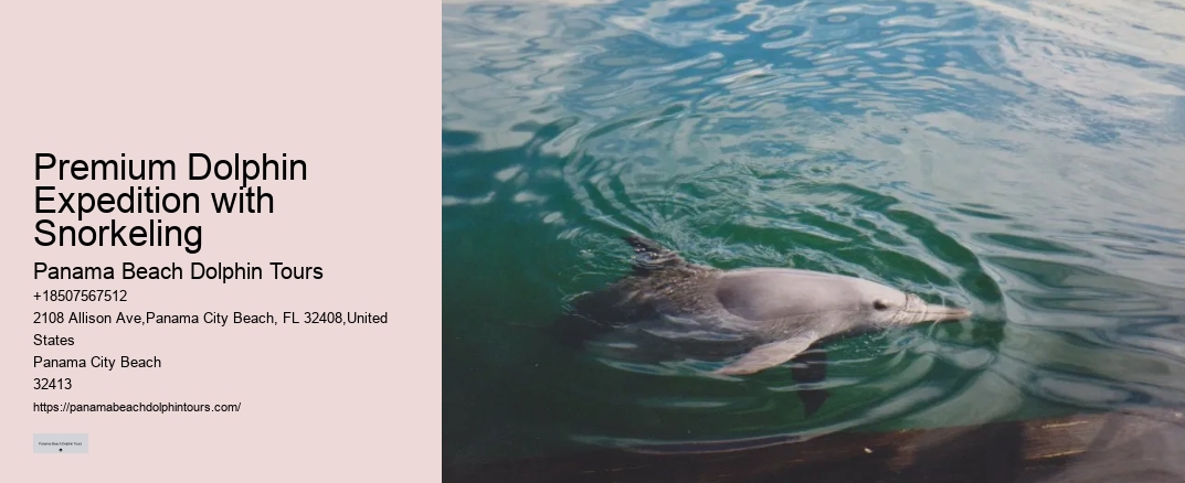 Premium Dolphin Expedition with Snorkeling