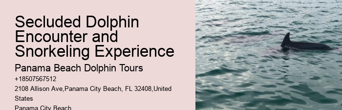 Dolphin watching adventures in Panama City Beach