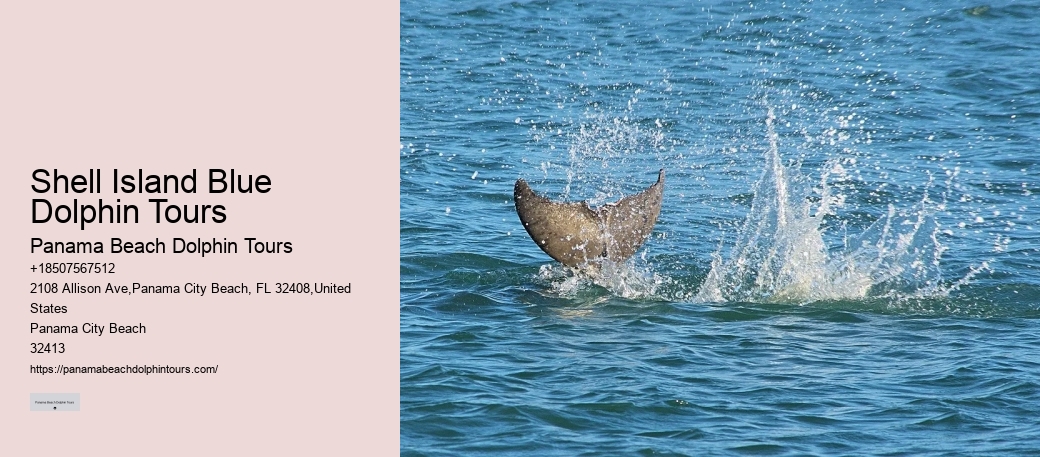 PCB Dolphin Watching Experiences