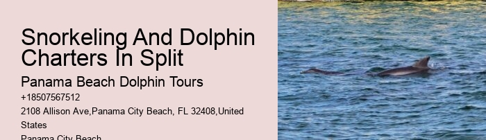 How many dolphins typically appear during a tour in Panama City Beach