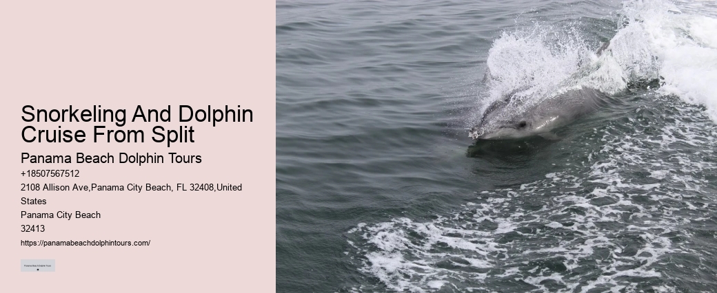 Panama City Beach Dolphin Experience Tours