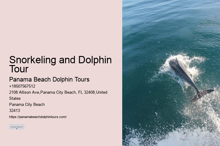 Guided Dolphin Watching and Snorkeling Trips