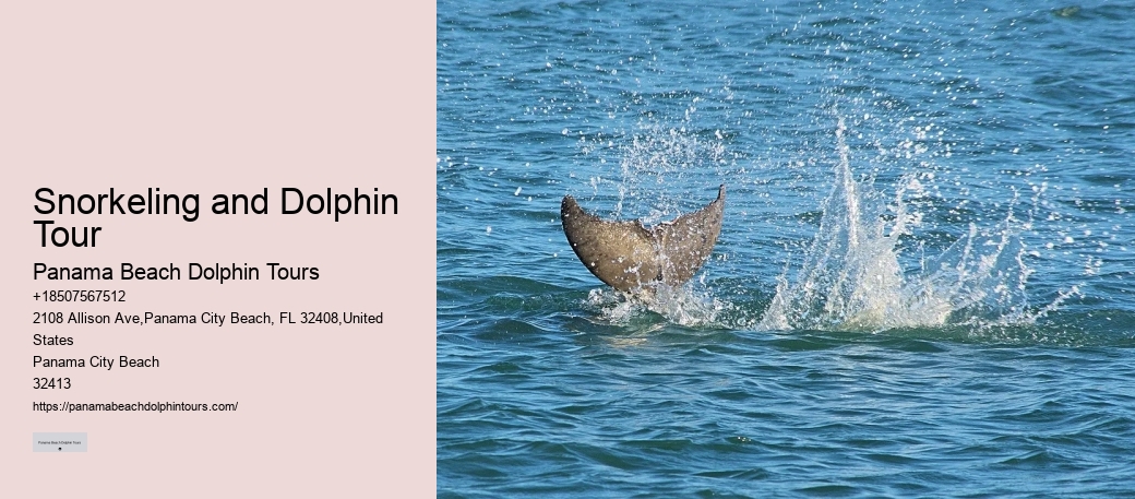 Premium Dolphin Encounter with Snorkeling