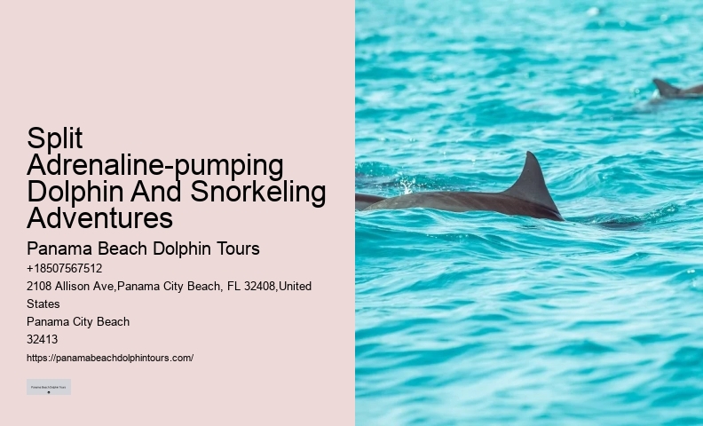 Exclusive Dolphin Exploration and Snorkeling