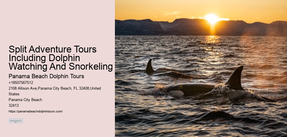 Split Immersive Snorkeling And Dolphin Experiences