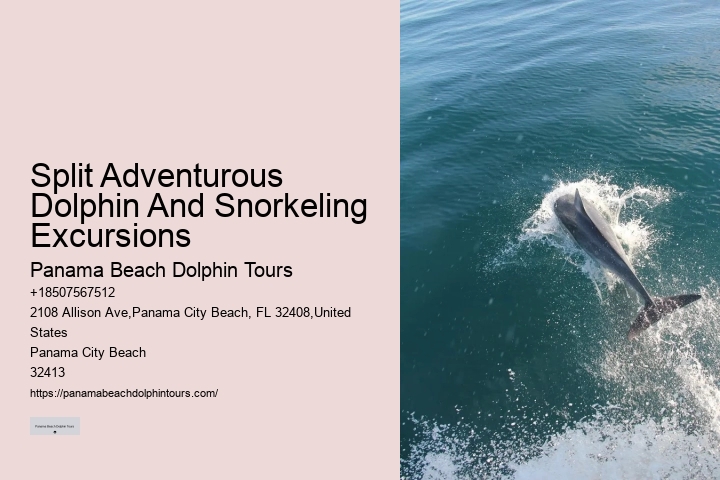 Split Charter Dolphin And Snorkeling Tours 2 Hours