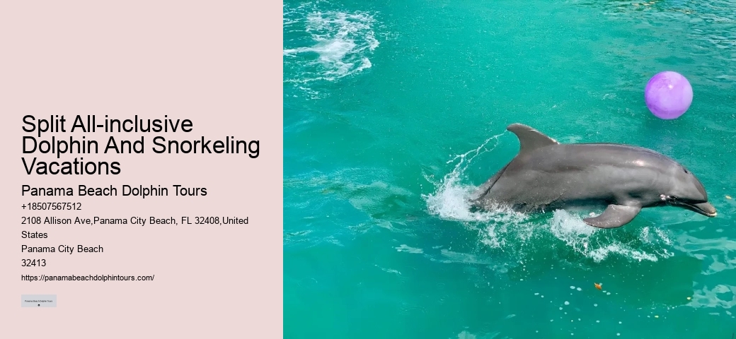 Must-haves For Your Dolphin Cruise