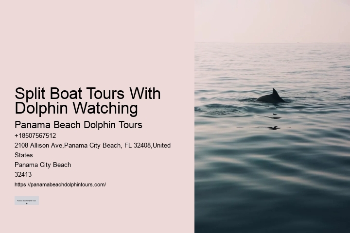 Panama Beach Dolphin Tours Review