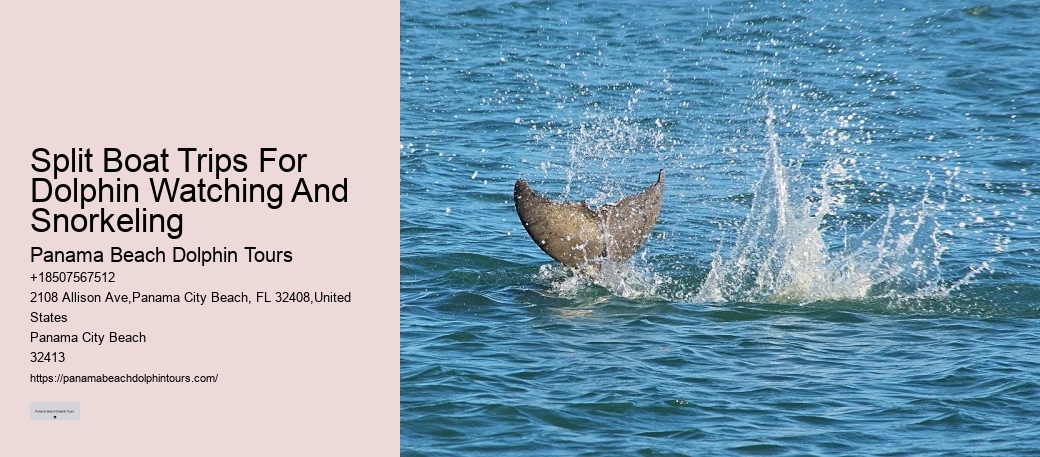 What To Expect When You Go Swimming With Dolphins