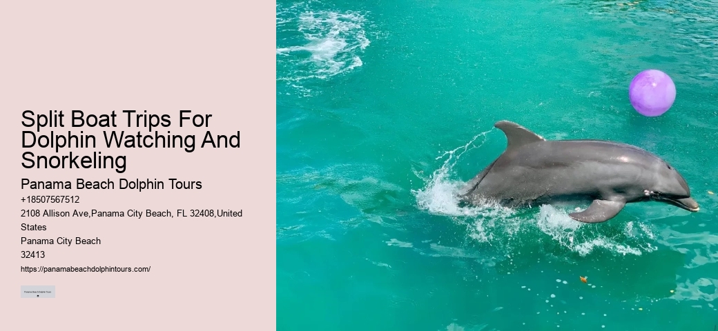 Do You Get Wet On A Dolphin Cruise