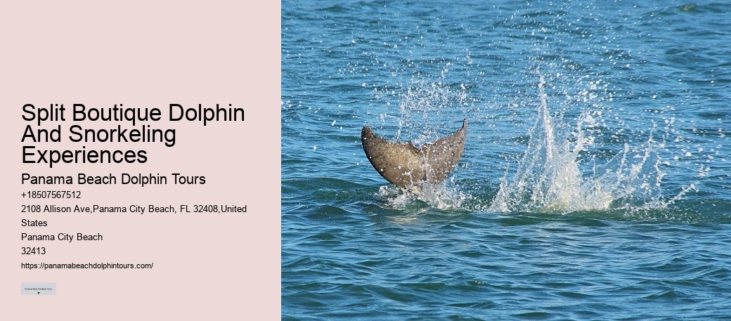 Top 20 Panama City Beach Dolphin Cruises & Tours 2024