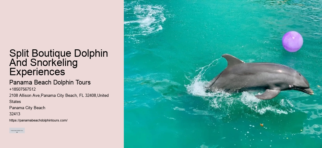 Dolphin Snorkeling Tours