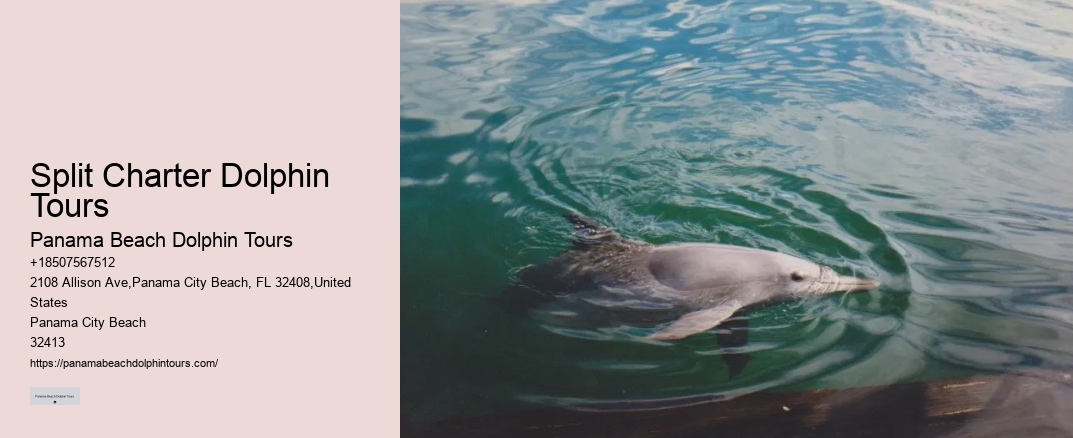 Split Charter Dolphin Tours