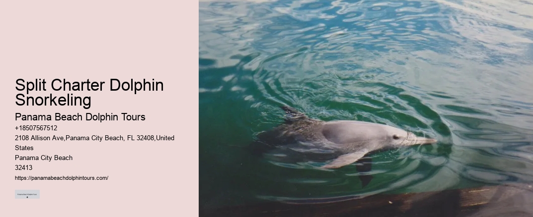 Split Charter Dolphin Snorkeling