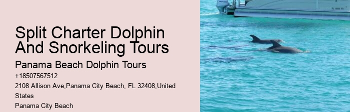 Split Dolphin Spotting And Snorkel Trips