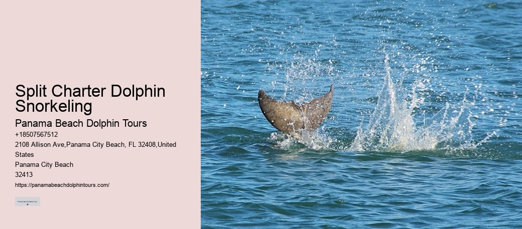 Panama City Beach dolphin excursion trips