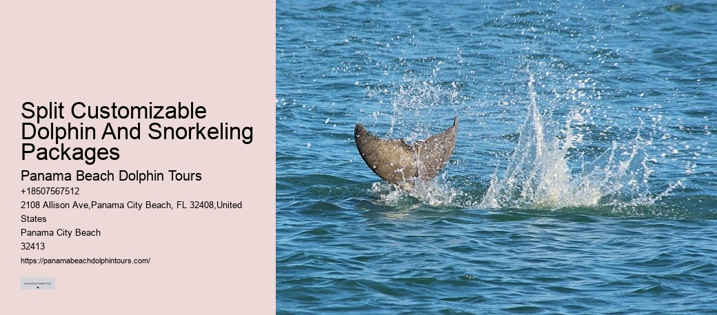 Panama City Beach dolphin spotting cruises