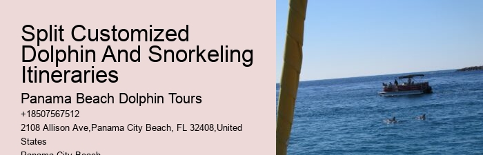 Tips And Advice For Swimming With Dolphins